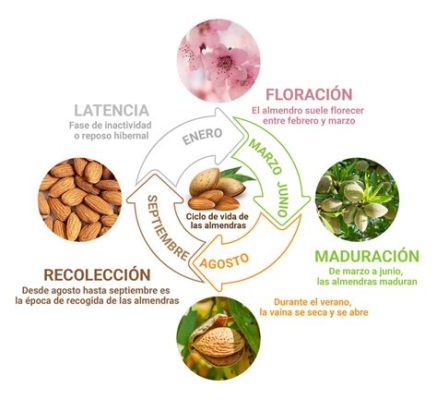  La Controversia de la Rebelión de las Almendras: Un Análisis del Impacto en la Cultura Británica